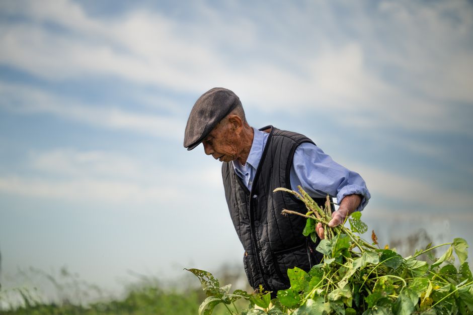Homme âgé travaillant dans l'agriculture