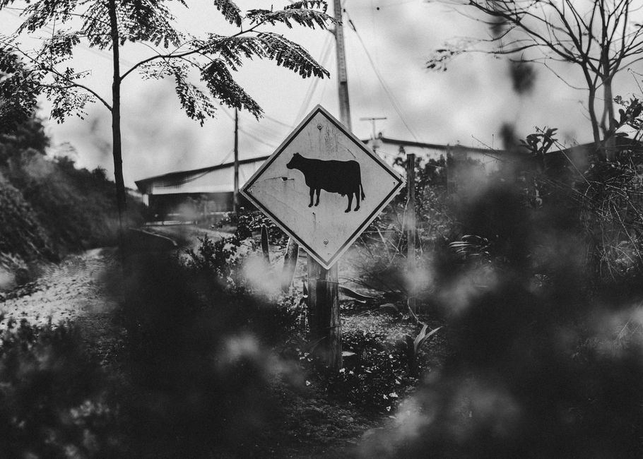 Route de campagne du Wisconsin avec panneau de passage des vaches.